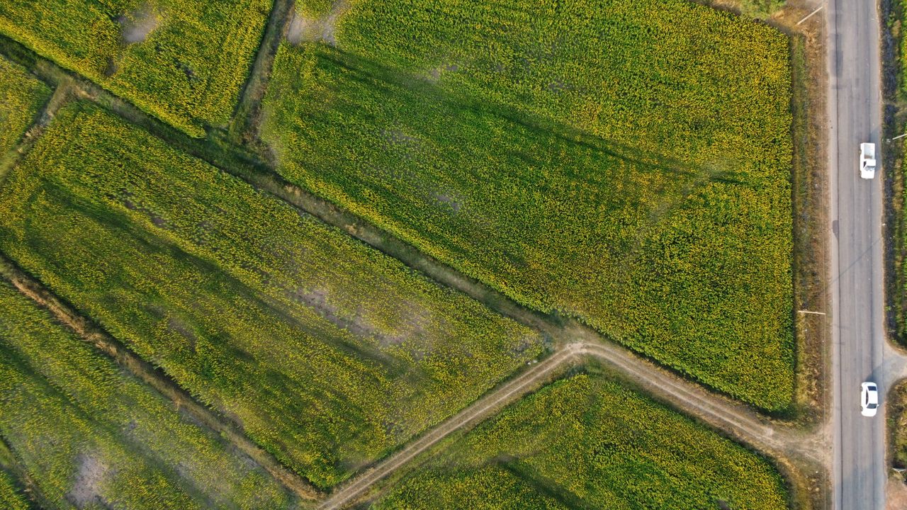 Drone shot of lush green fields with intersecting roads in rural Thailand.